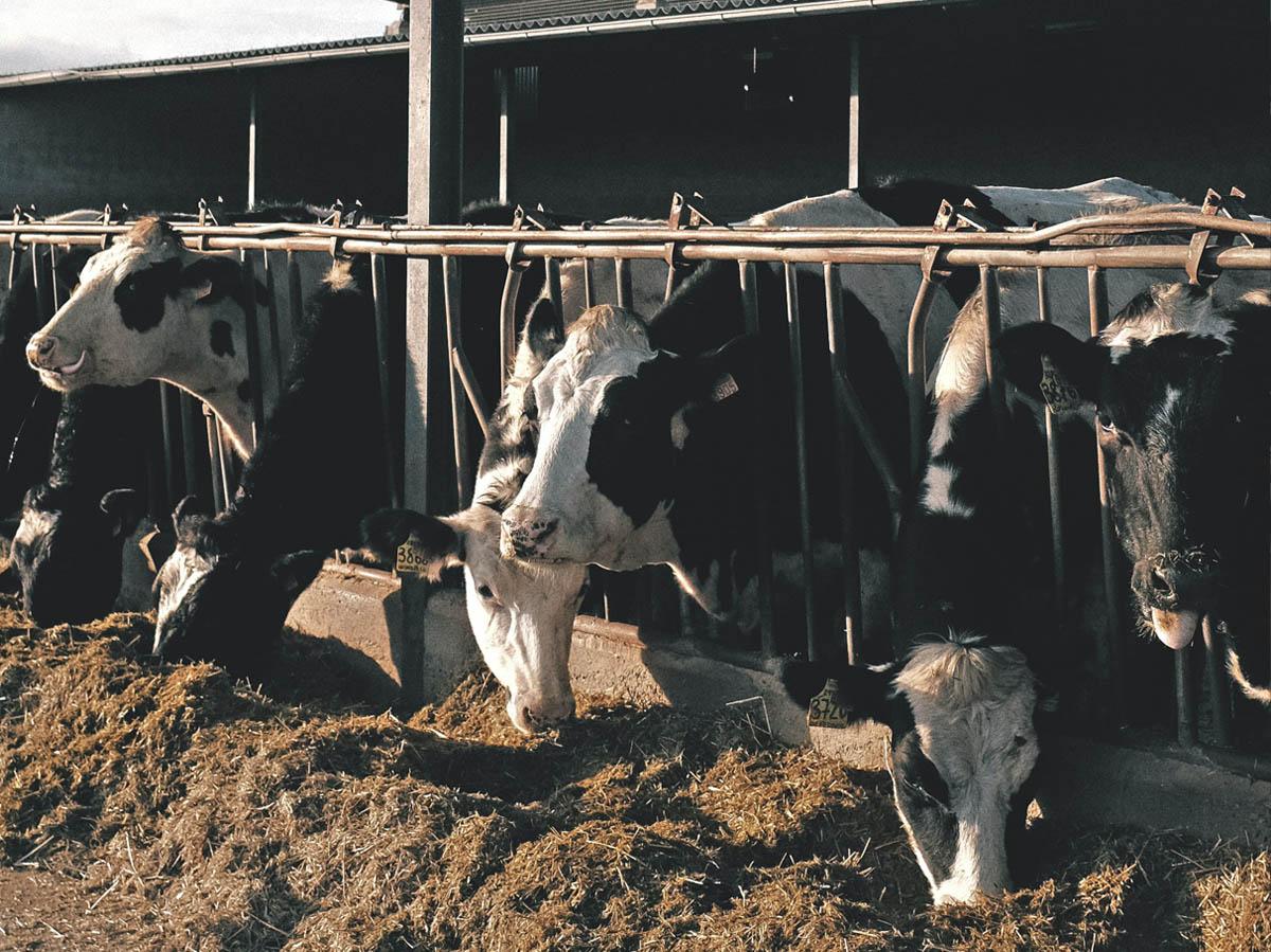 cows feeding